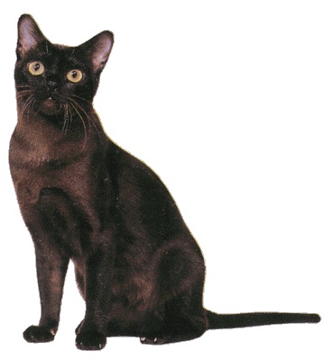 どんな種類の猫飼いたいですか?
