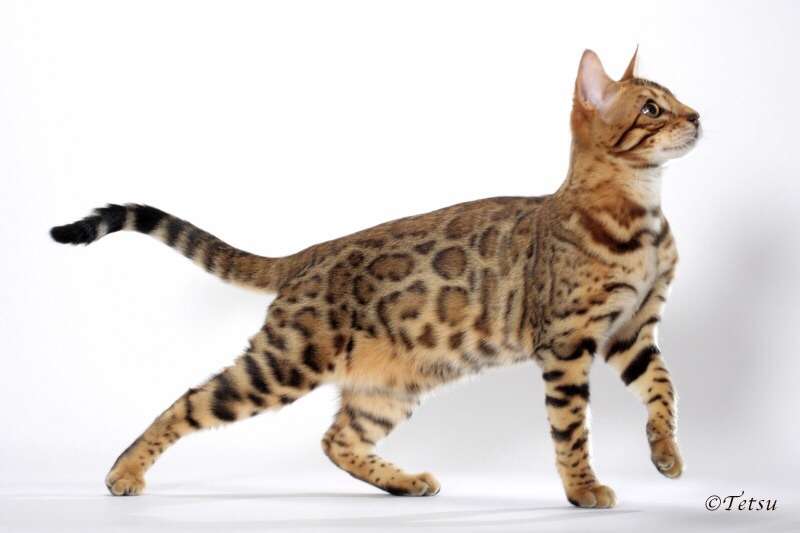 どんな種類の猫飼いたいですか?