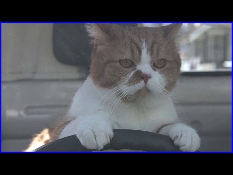 どんな種類の猫飼いたいですか?
