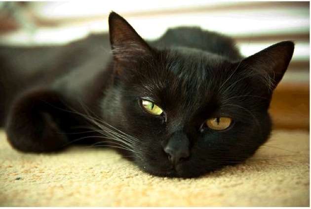 どんな種類の猫飼いたいですか?