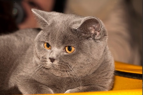 どんな種類の猫飼いたいですか?