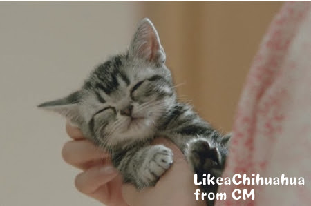 どんな種類の猫飼いたいですか?