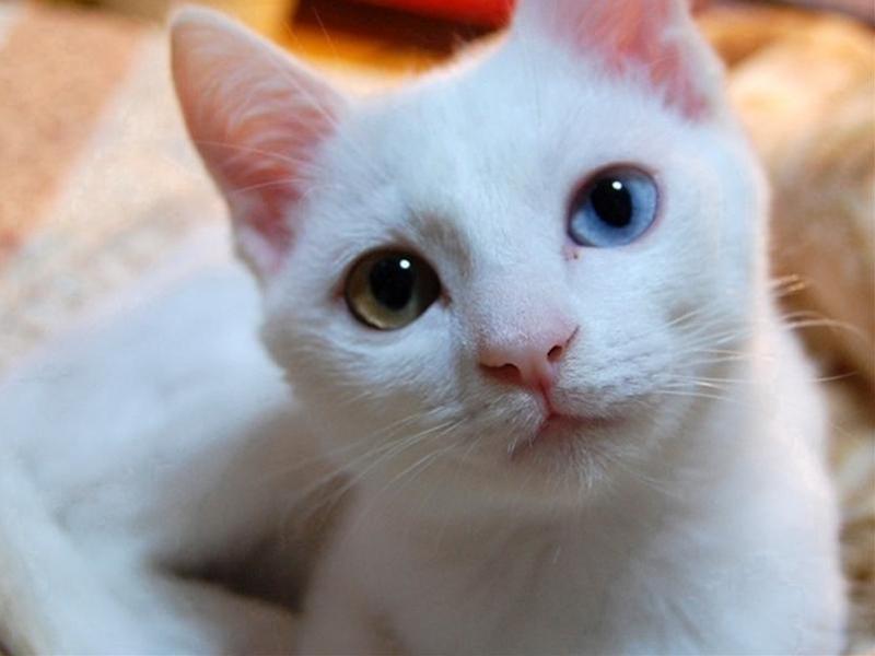 どんな種類の猫飼いたいですか?
