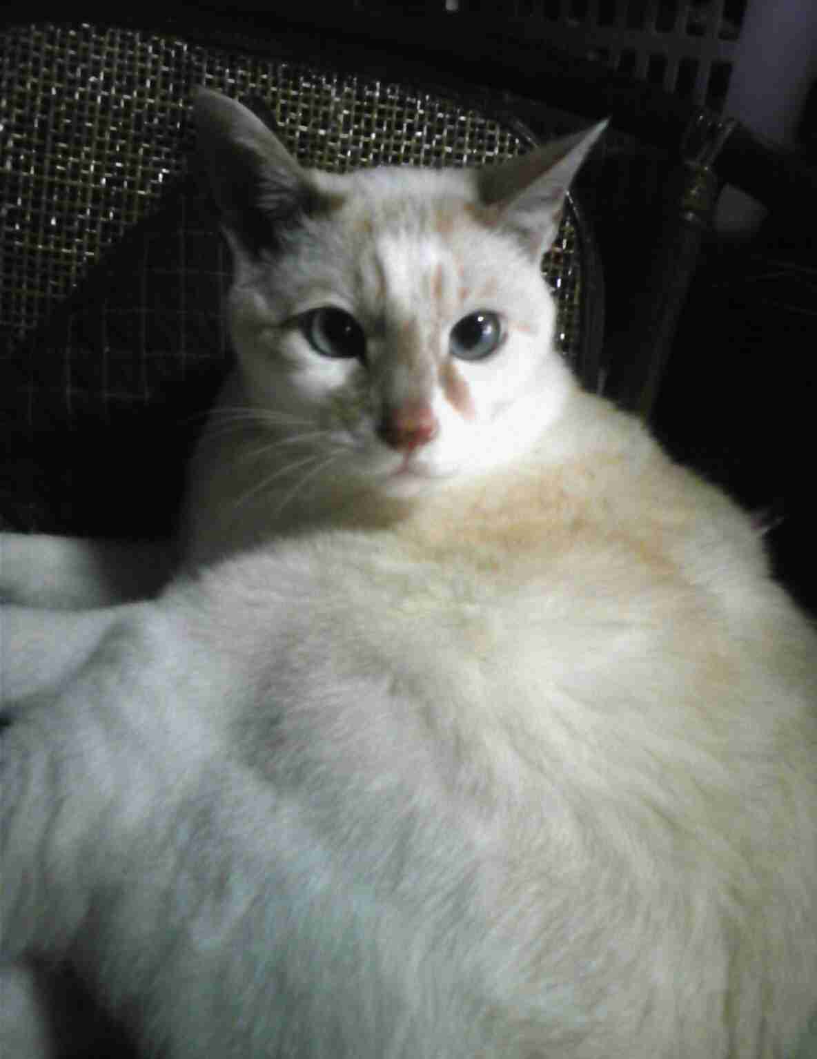 どんな種類の猫飼いたいですか?