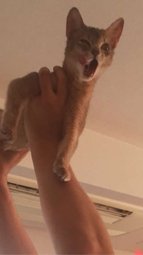 どんな種類の猫飼いたいですか?