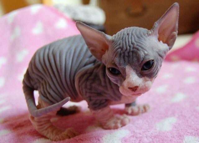どんな種類の猫飼いたいですか?