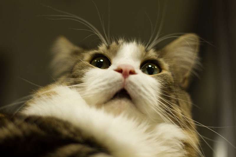 どんな種類の猫飼いたいですか?