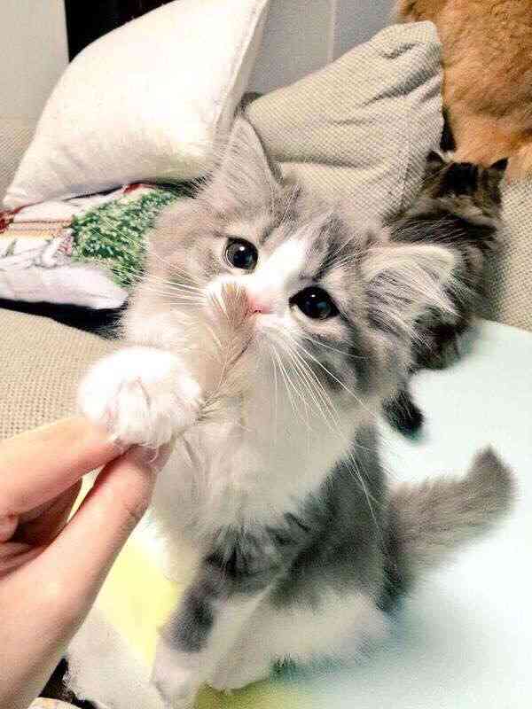 どんな種類の猫飼いたいですか?