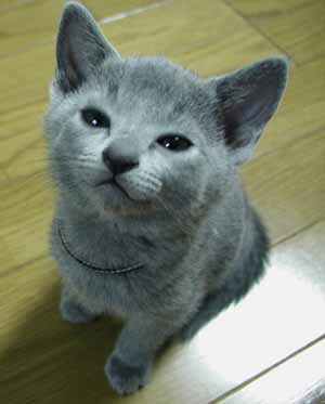 どんな種類の猫飼いたいですか?