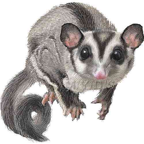 ペットの似顔絵を貼るトピ