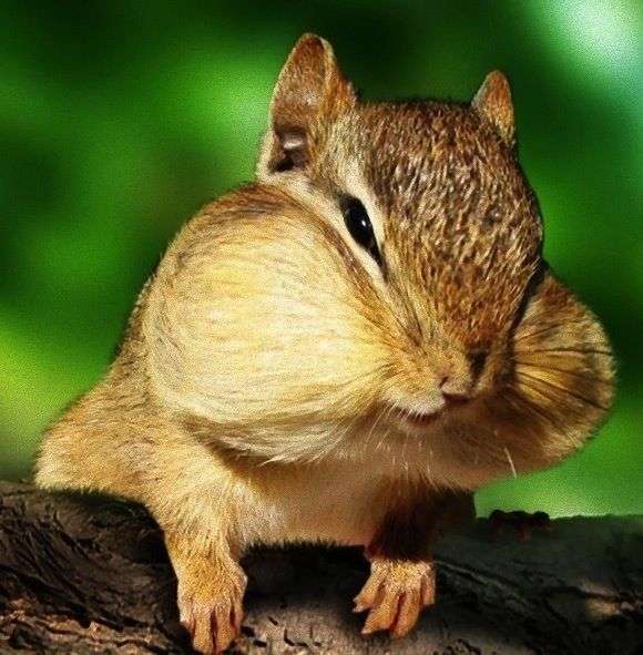 いつかガルちゃんで使おうと保存している画像