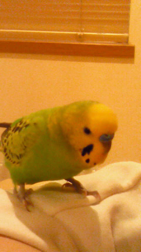 お喋りする動物を飼ってる方