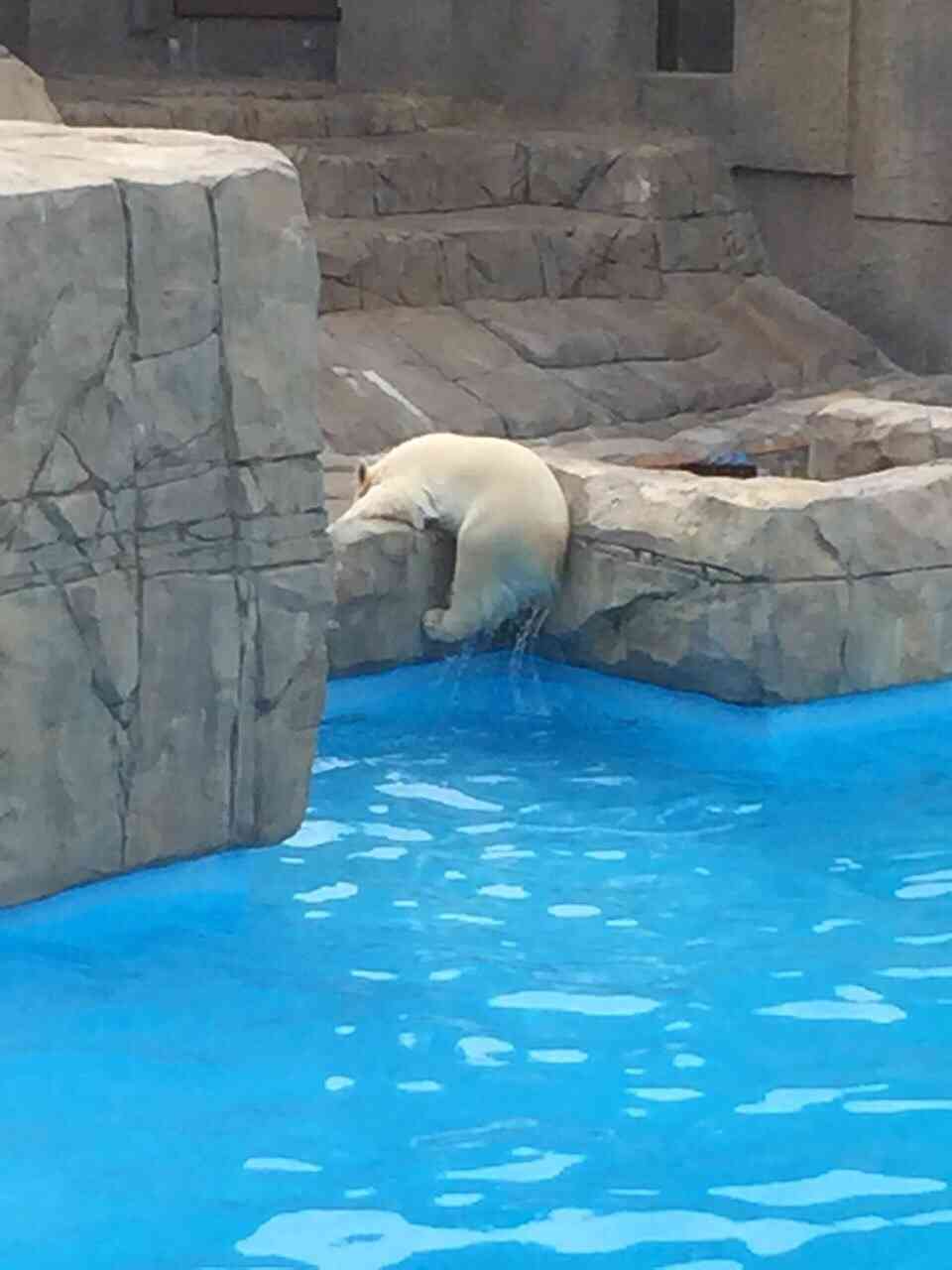 ゆる〜い画像を貼るトピ