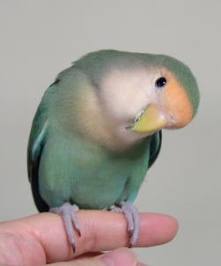 家事が終わったら。