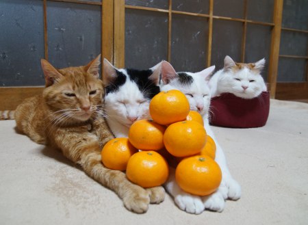 目の保養 見て癒されるもの♪