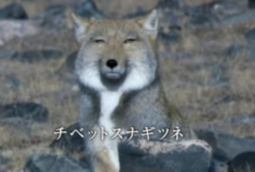 気になるCM