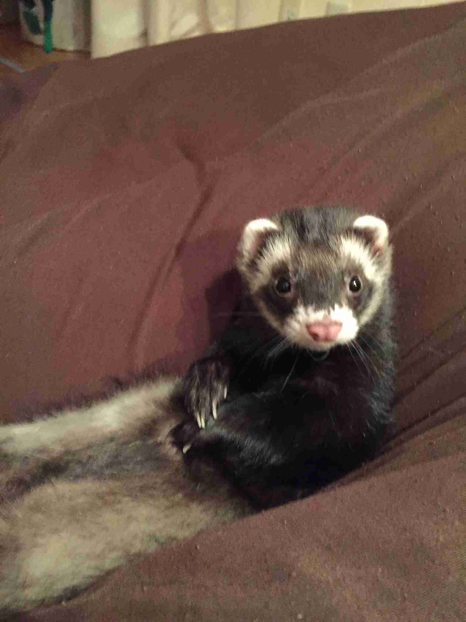 皆さんどんなペットを飼っていますか？