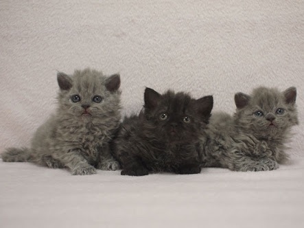 皆さんどんなペットを飼っていますか？