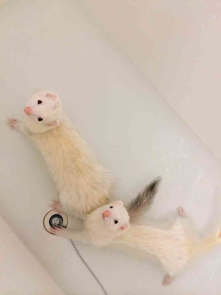 皆さんどんなペットを飼っていますか？
