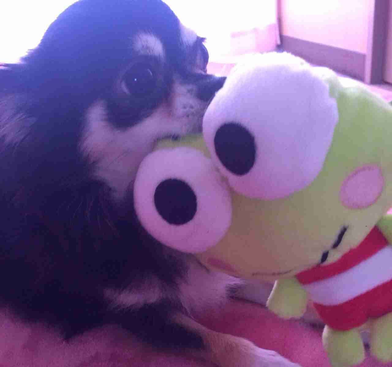 皆さんどんなペットを飼っていますか？