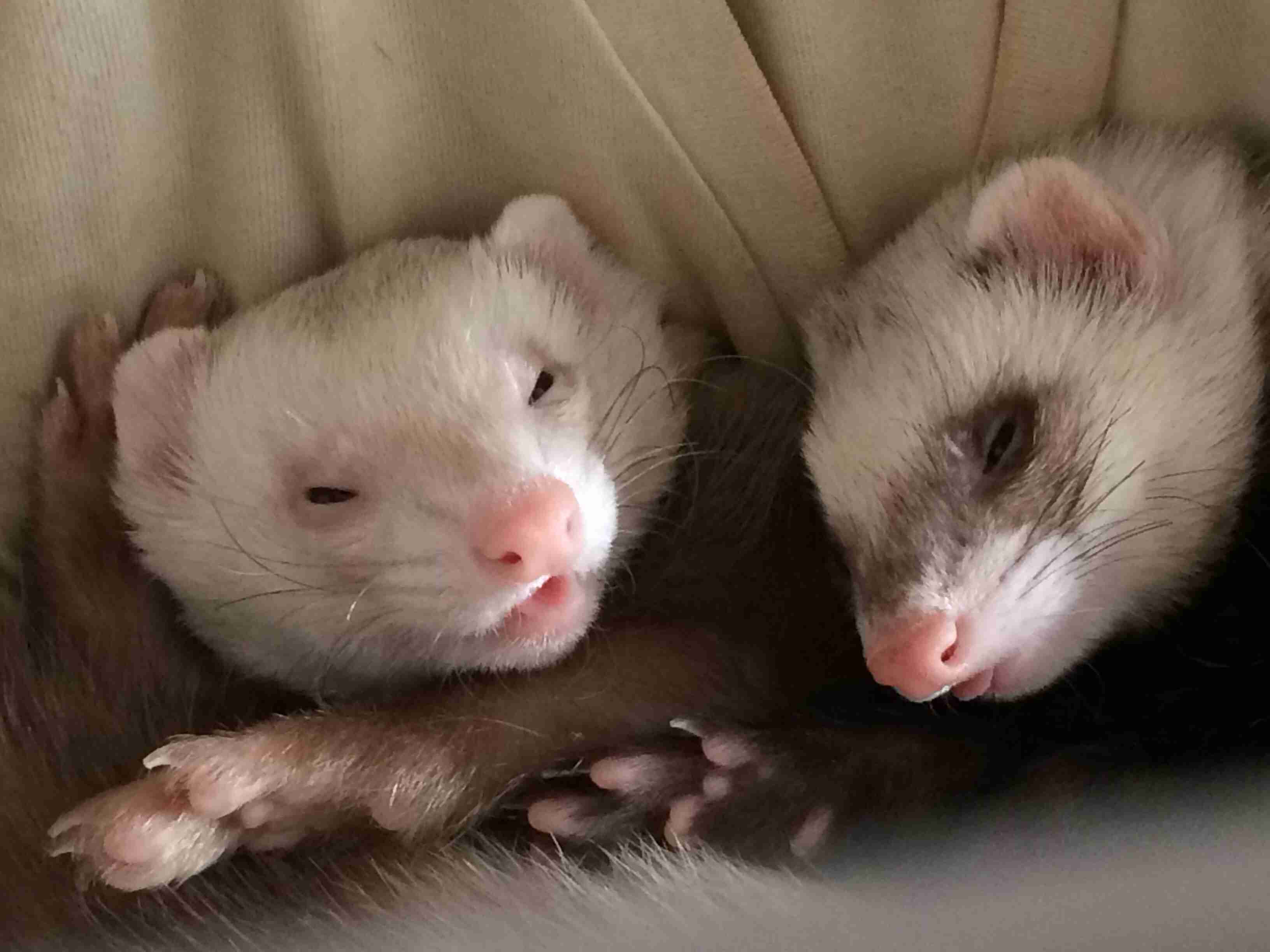 皆さんどんなペットを飼っていますか？