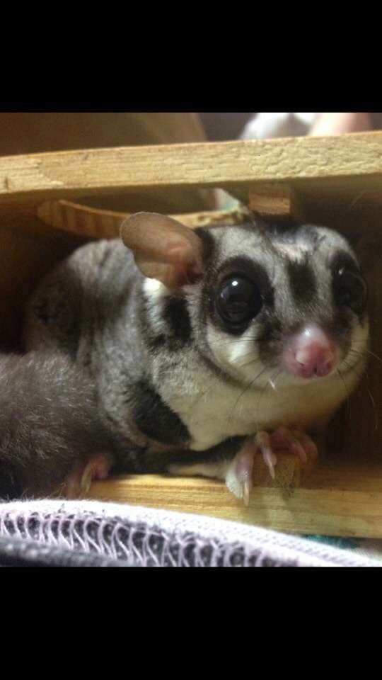 皆さんどんなペットを飼っていますか？