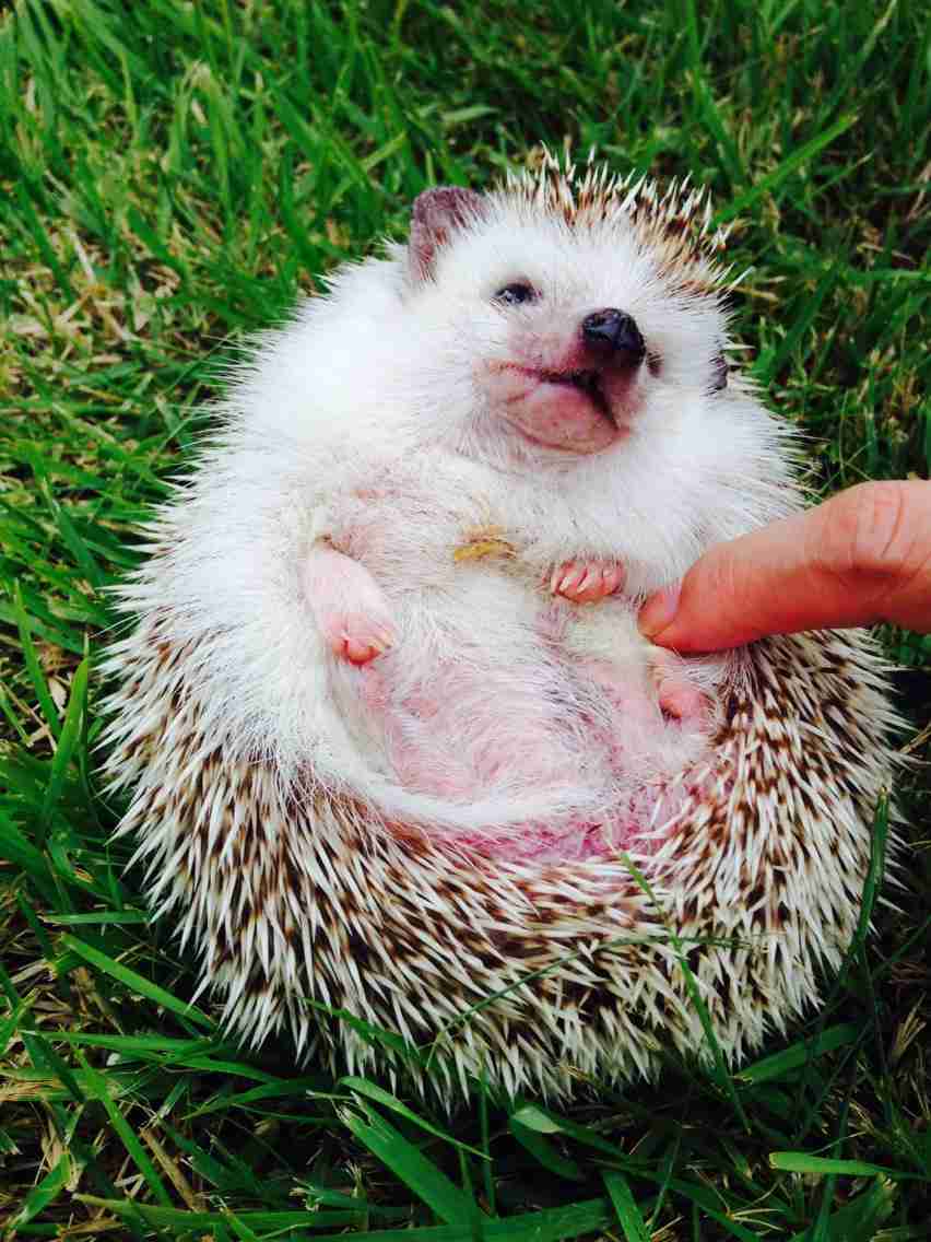 皆さんどんなペットを飼っていますか？