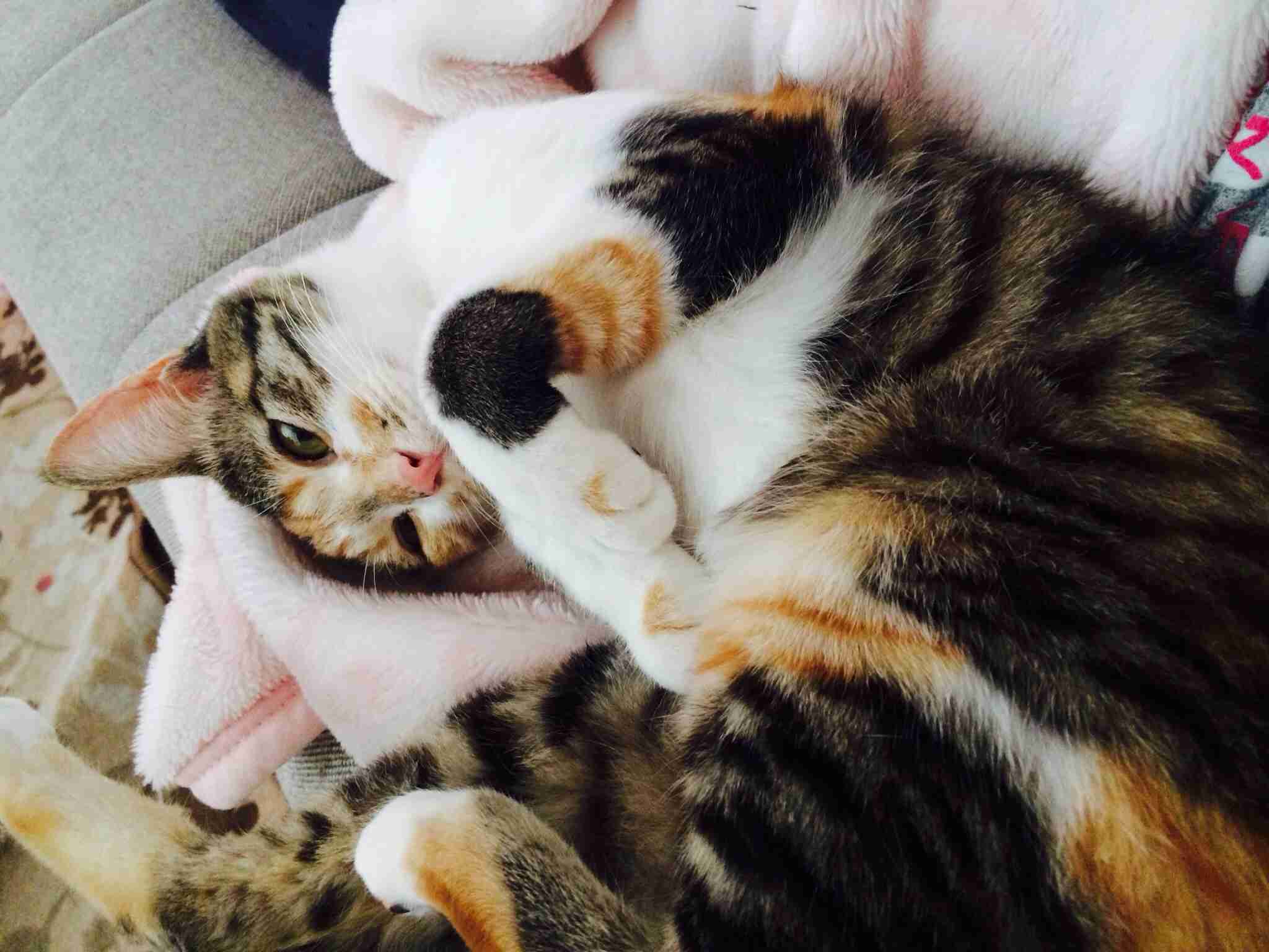 皆さんどんなペットを飼っていますか？
