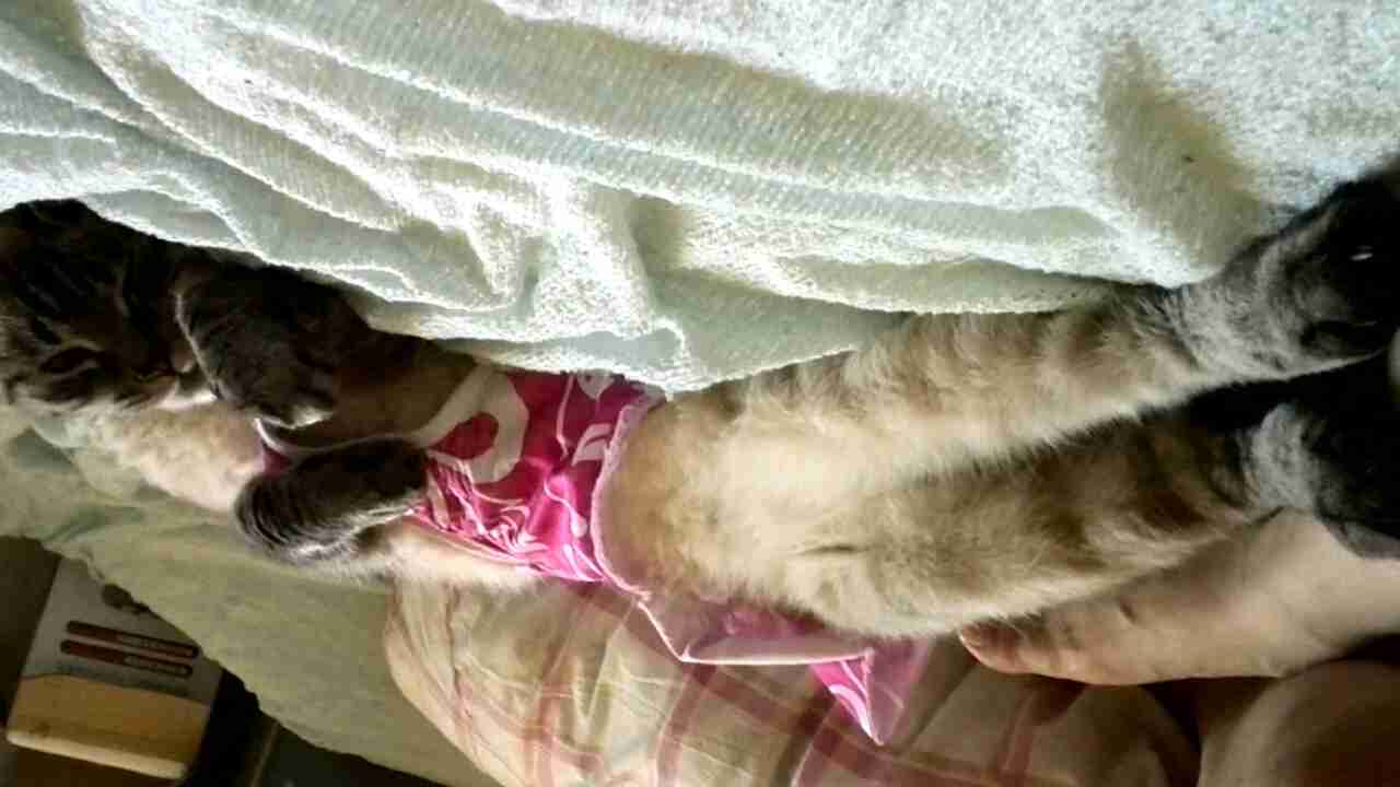 皆さんどんなペットを飼っていますか？