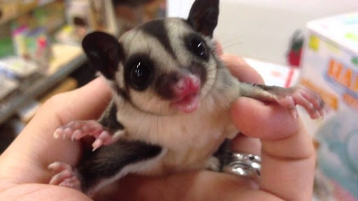 皆さんどんなペットを飼っていますか？