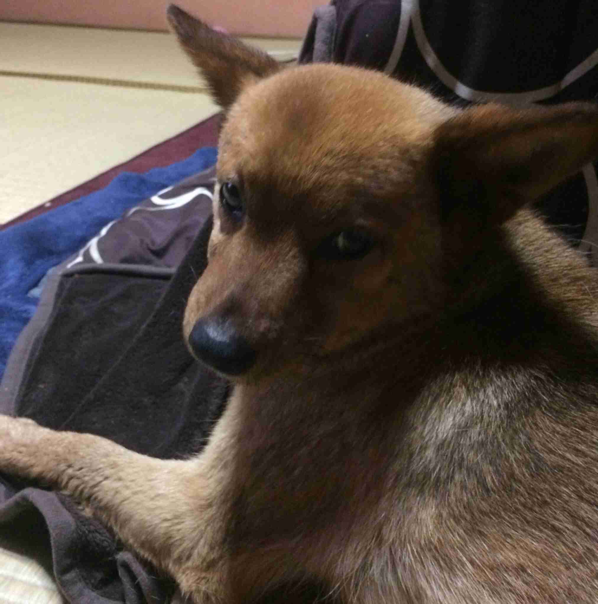 皆さんどんなペットを飼っていますか？