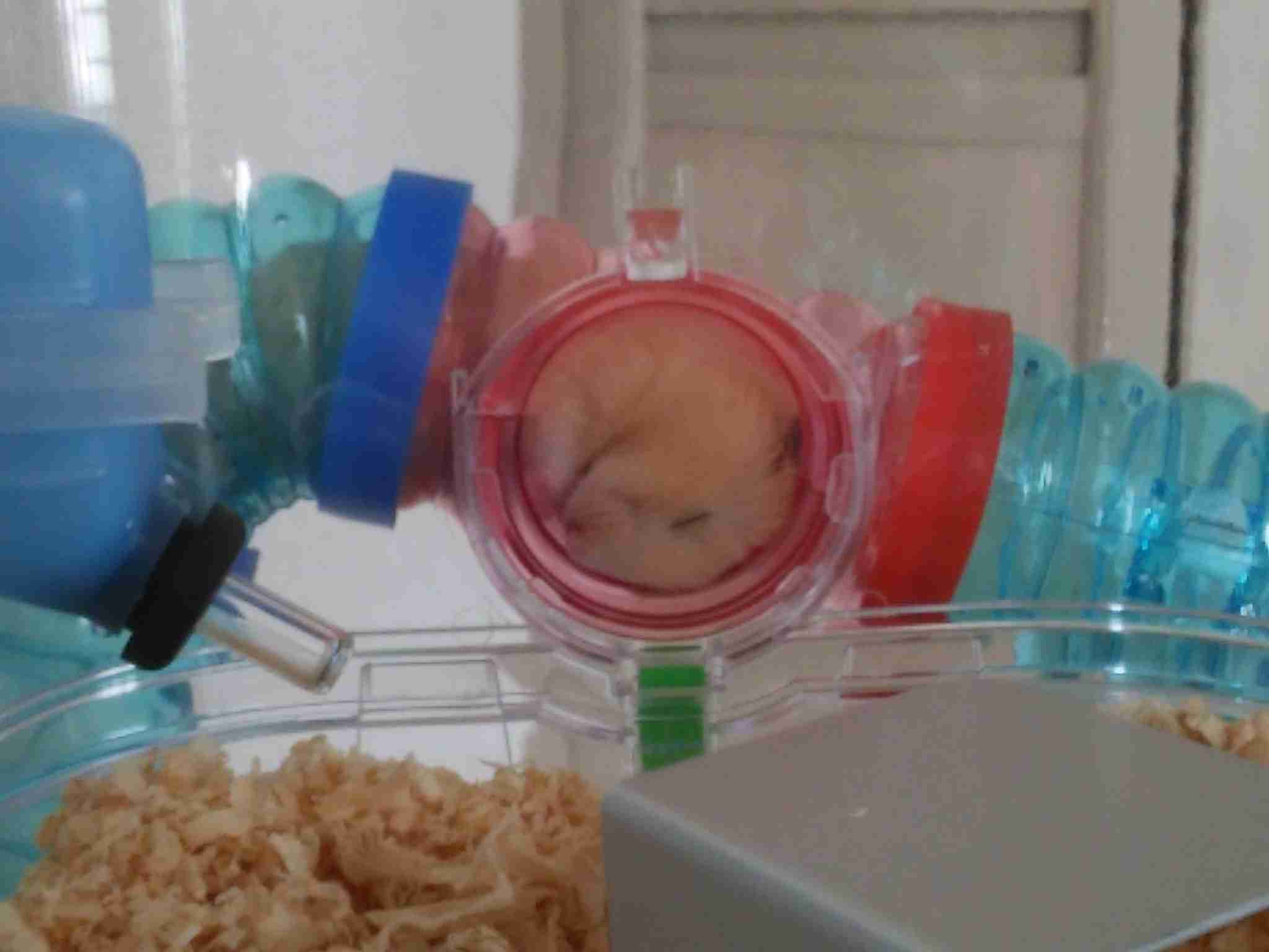 皆さんどんなペットを飼っていますか？