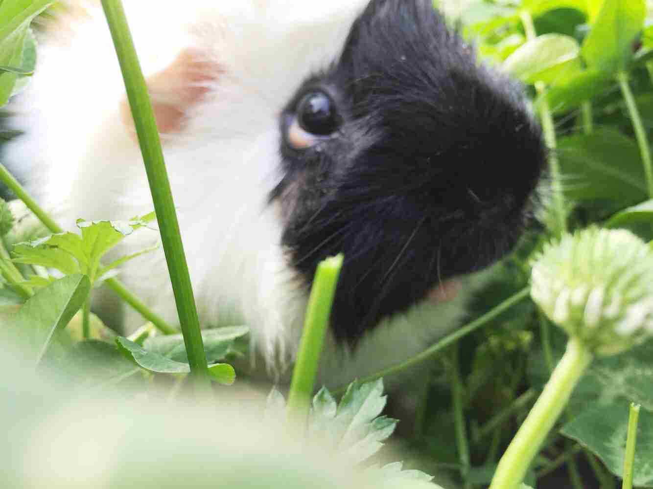 皆さんどんなペットを飼っていますか？