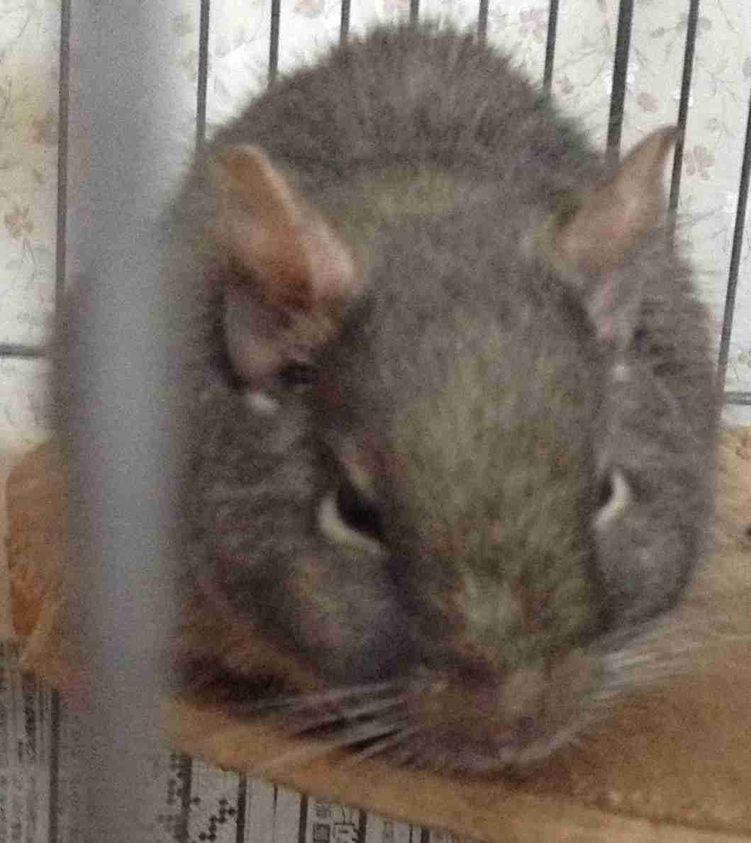 皆さんどんなペットを飼っていますか？