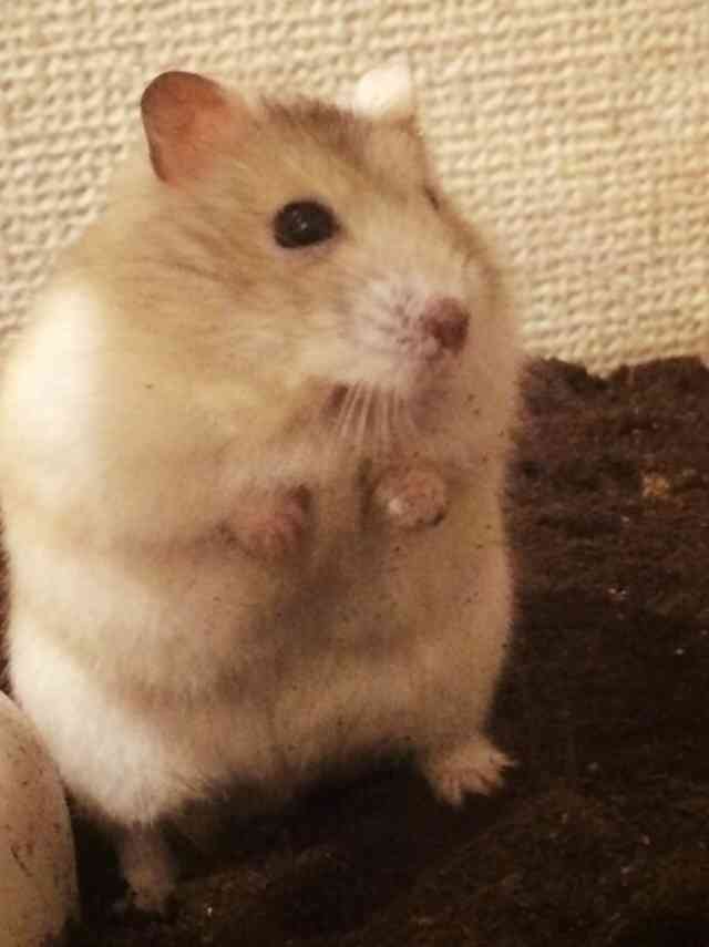 皆さんどんなペットを飼っていますか？