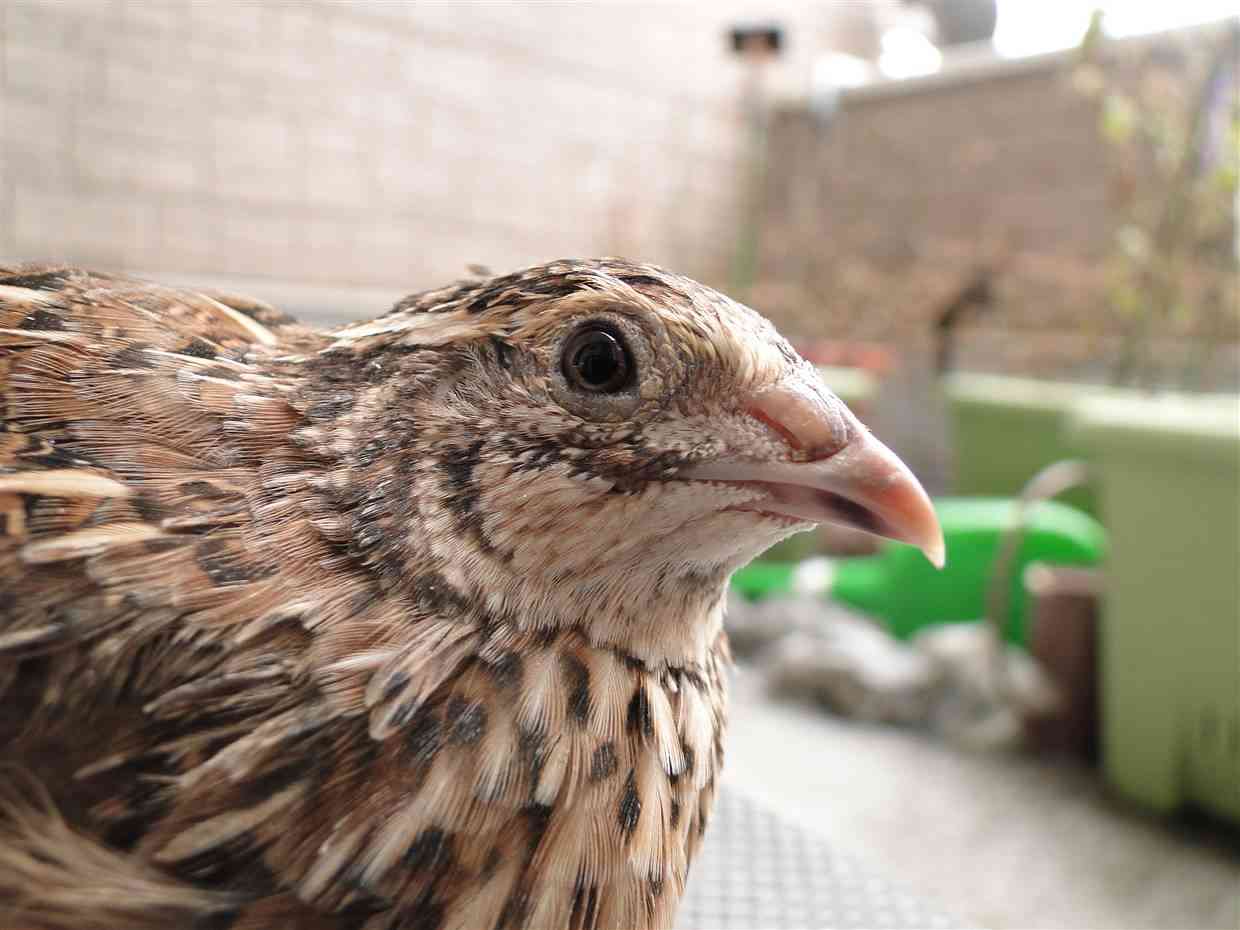 皆さんどんなペットを飼っていますか？
