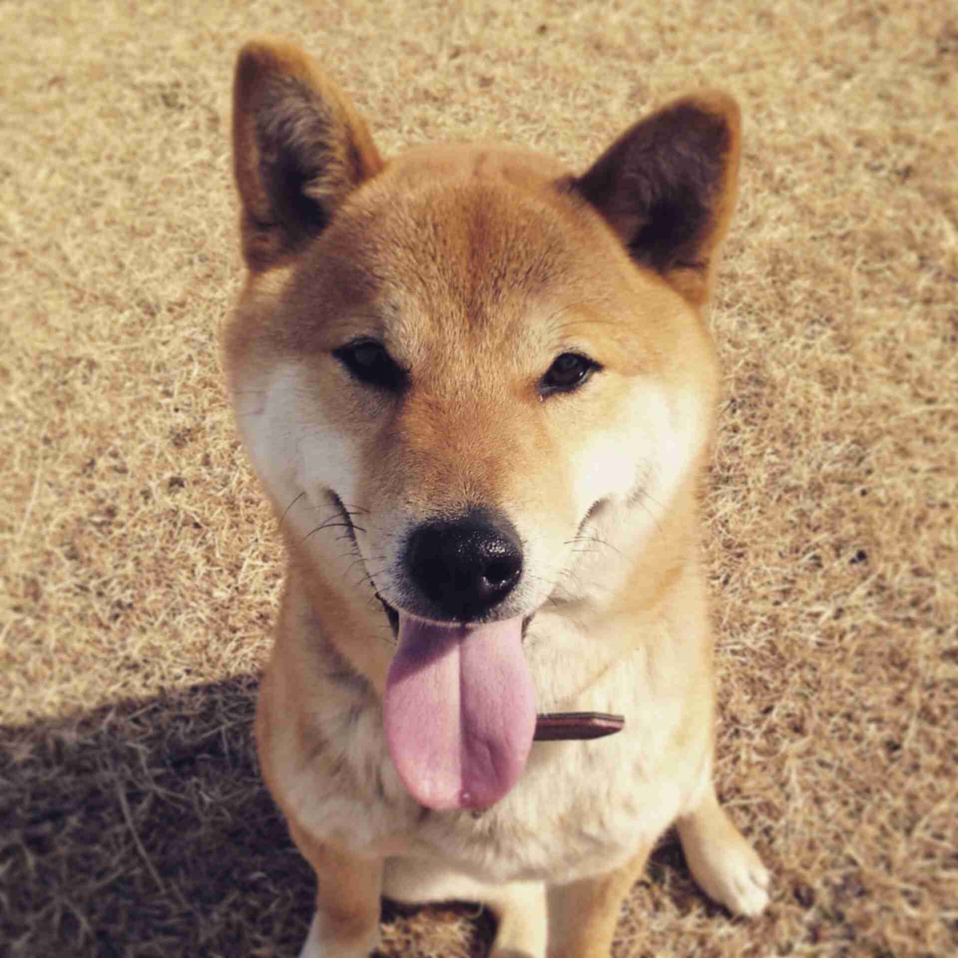 皆さんどんなペットを飼っていますか？