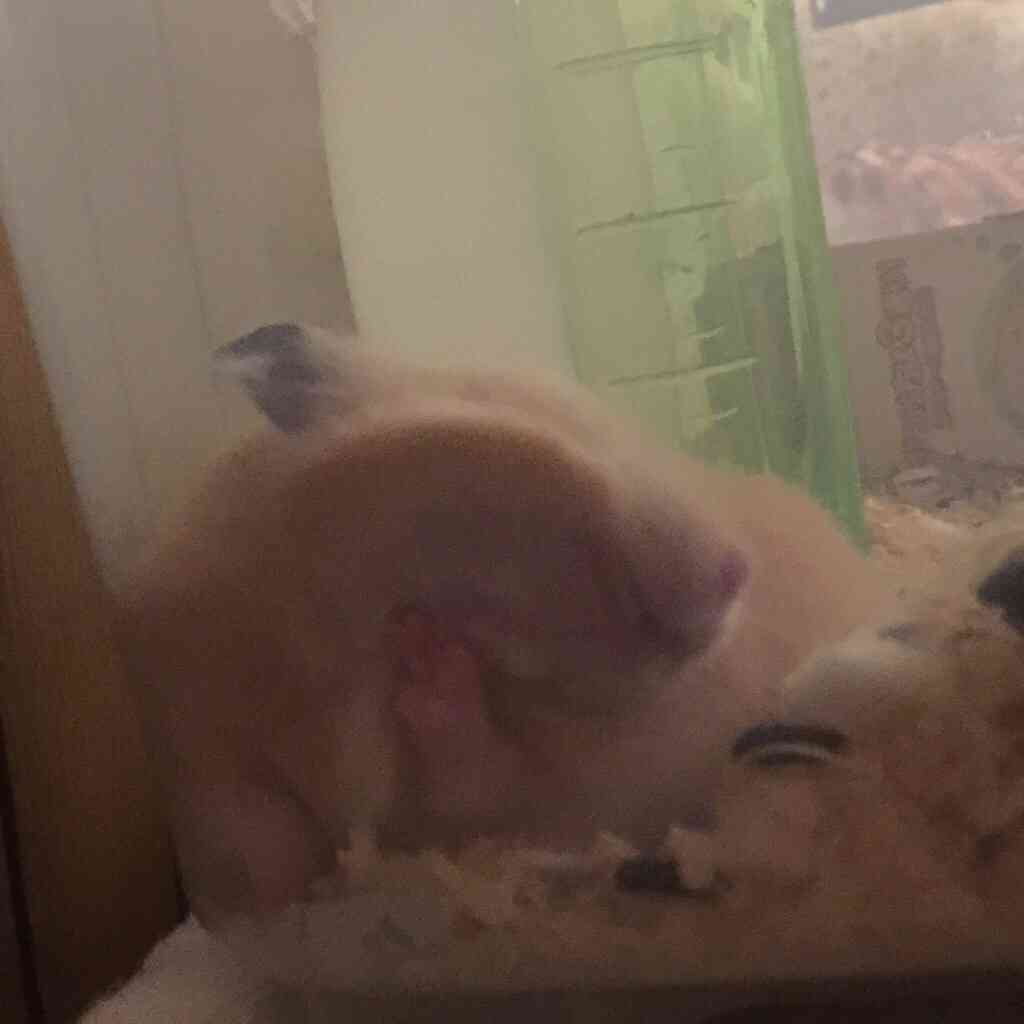 皆さんどんなペットを飼っていますか？