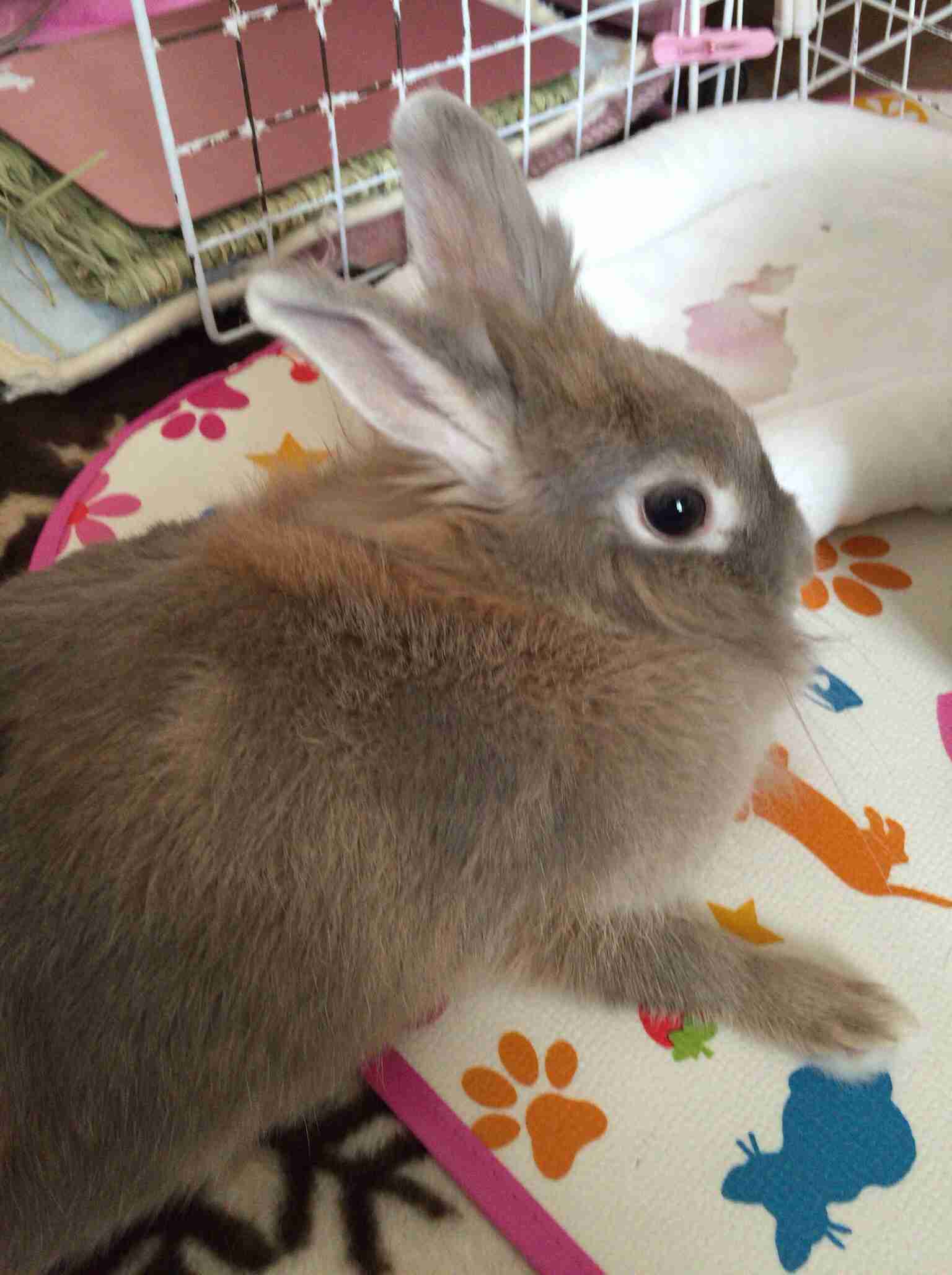 皆さんどんなペットを飼っていますか？