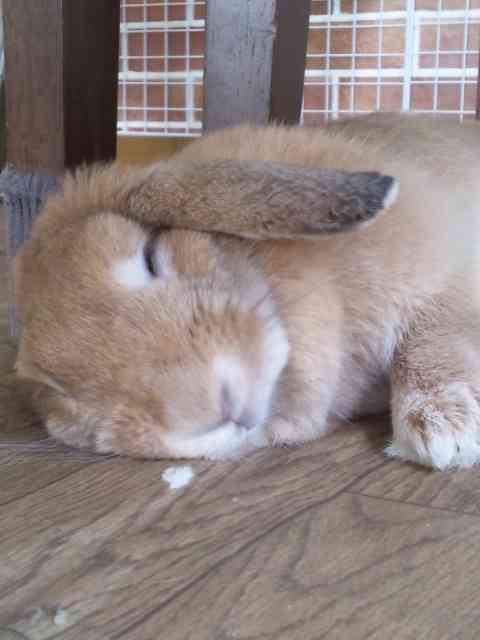 皆さんどんなペットを飼っていますか？