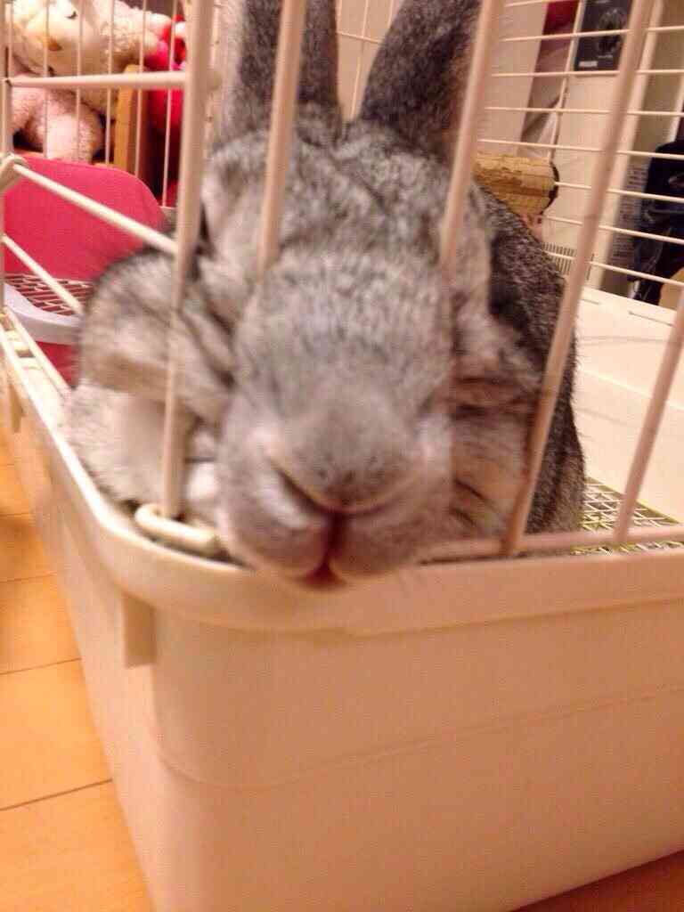 皆さんどんなペットを飼っていますか？