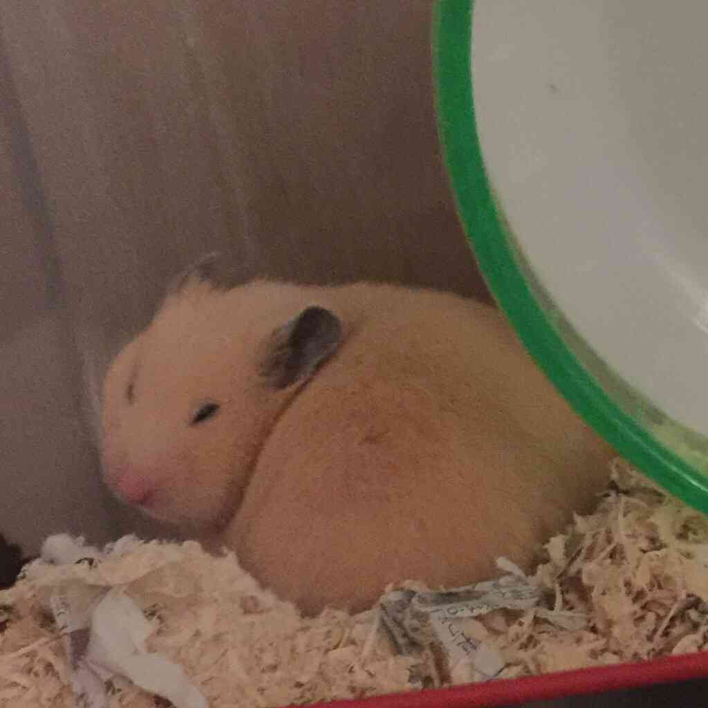 皆さんどんなペットを飼っていますか？