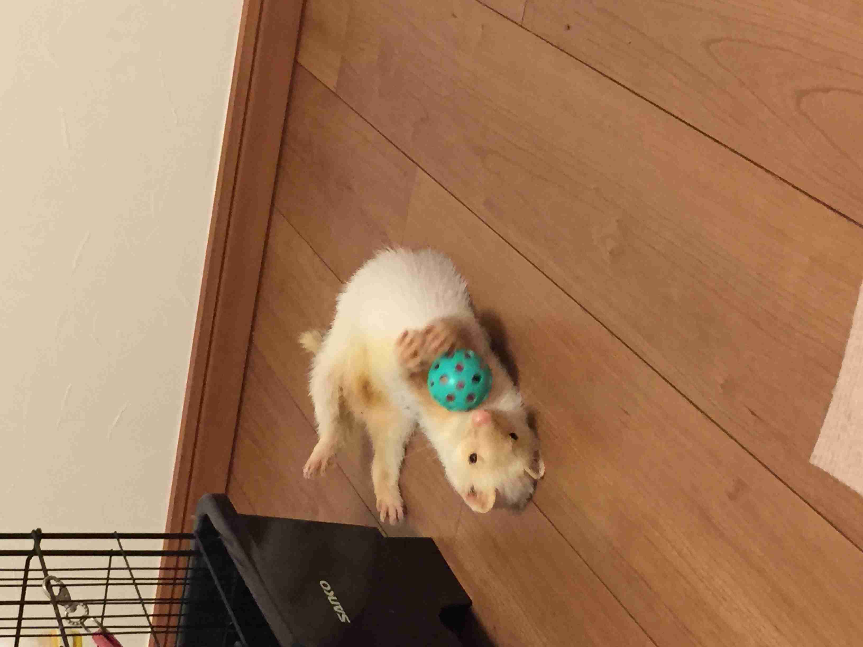皆さんどんなペットを飼っていますか？