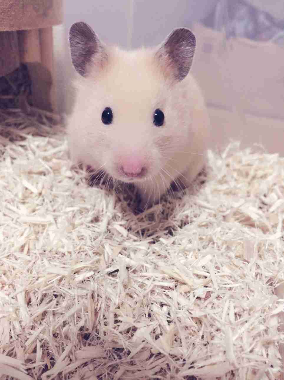 皆さんどんなペットを飼っていますか？