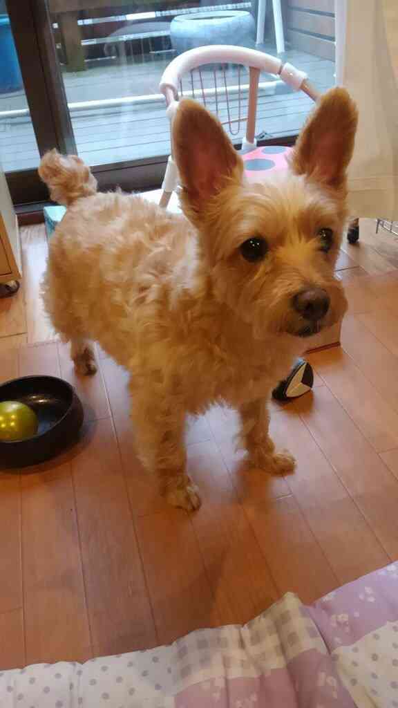 皆さんどんなペットを飼っていますか？