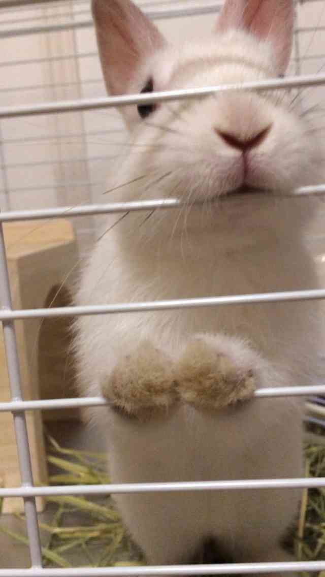 皆さんどんなペットを飼っていますか？