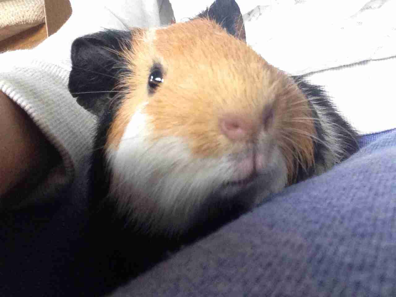 皆さんどんなペットを飼っていますか？