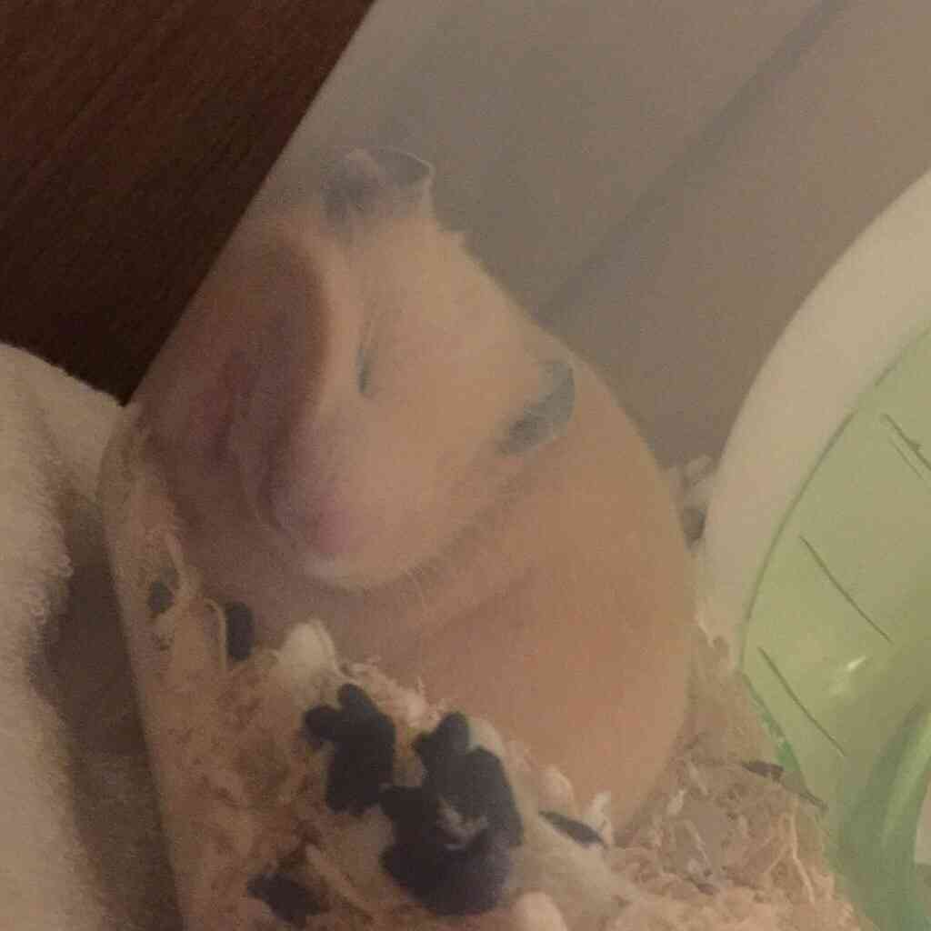 皆さんどんなペットを飼っていますか？