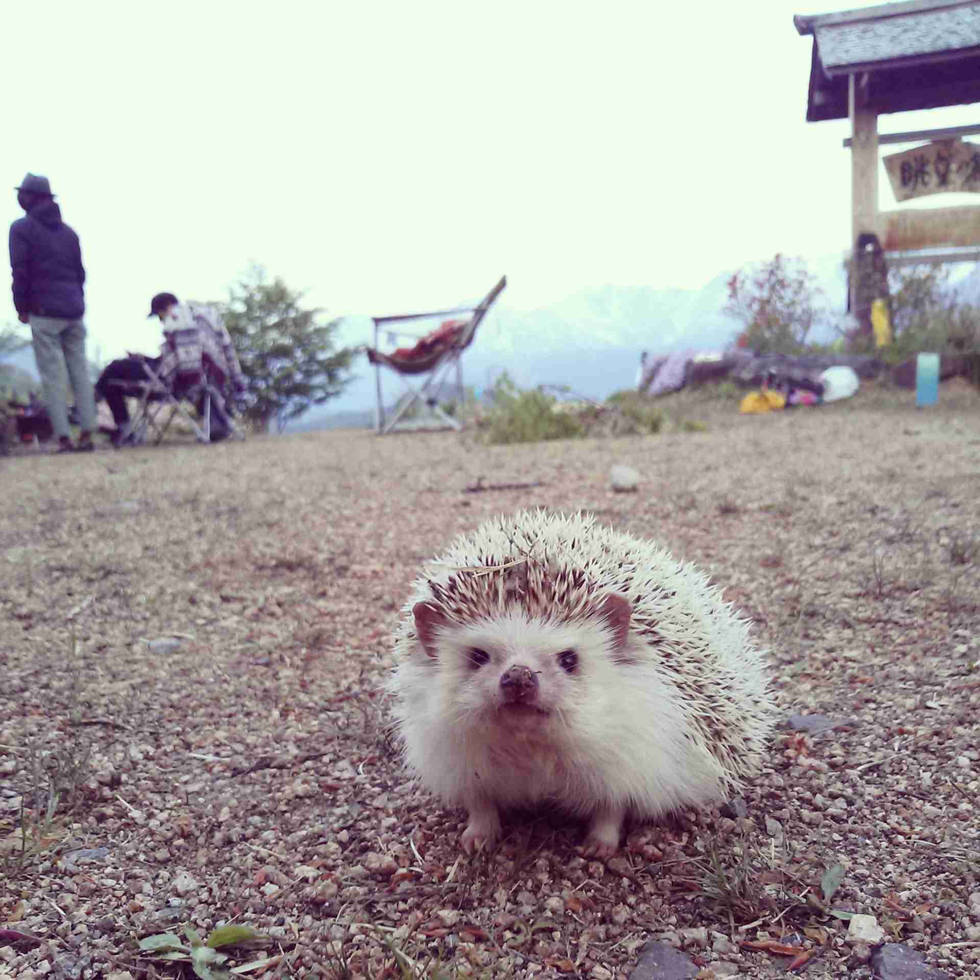 皆さんどんなペットを飼っていますか？