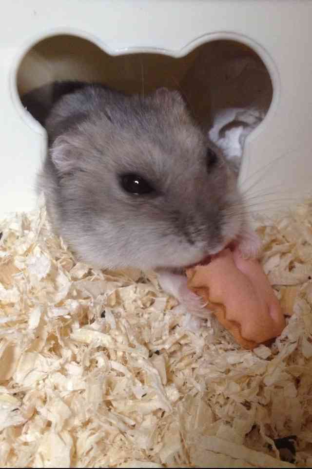 皆さんどんなペットを飼っていますか？